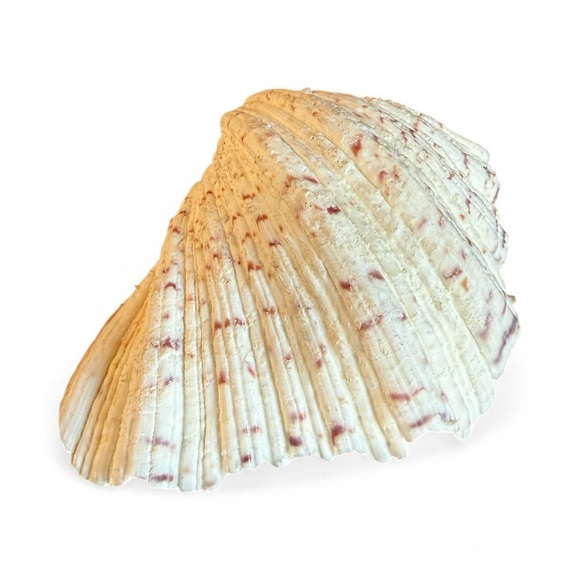 Vintage Large Bear Paw Clam Shell - Picture 3 of 12